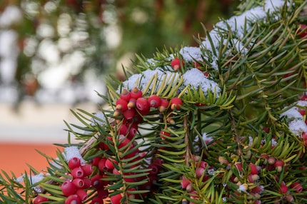 De taxus heeft platte, zachte naalden en draagt ook rode bessen tot in de winter. Je kunt ze eten (afgezien van het giftige midden). De naalden moet je echter absoluut vermijden.