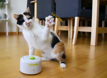 Für Joy gibts kein Zurückhalten: Der täuschend echte Schmetterling lässt ihre Tatze hervorschnellen.