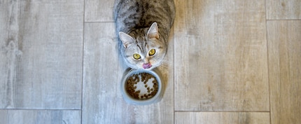 Sommige katten spinnen bijzonder luid tot ze janken als ze honger hebben.