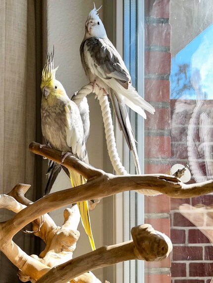 The parakeets often spend the whole morning sitting on their little tree. In the foreground: Pebbles and Cookie. Rio hides behind the rope.