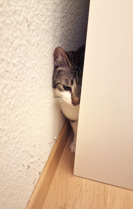 This is not how I imagined a stuck car: Jasper is stuck.