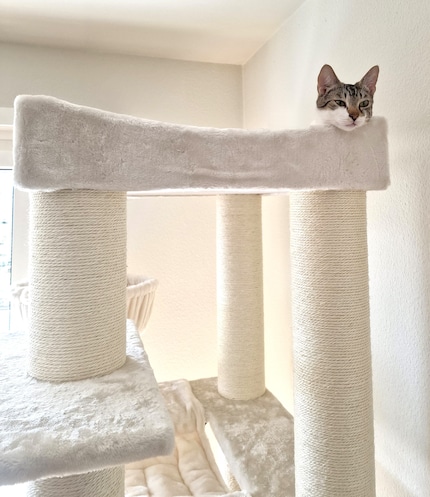This cheeky little head likes to look down on us from the very top.