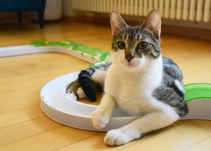 Congestion on the A1: After a short time, Jasper's marble run is just a place to lie on.