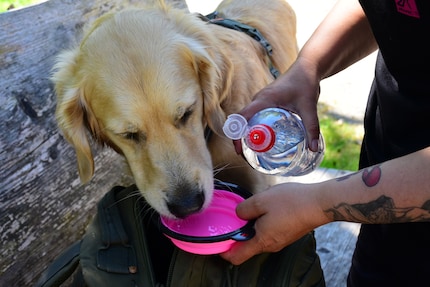 Lecker! Kaya schlürft Wasser am liebsten aus ihrem Reisenapf.