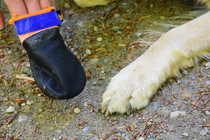 Hundeschuhe schützen im Sommer vor verbrannten Pfoten.