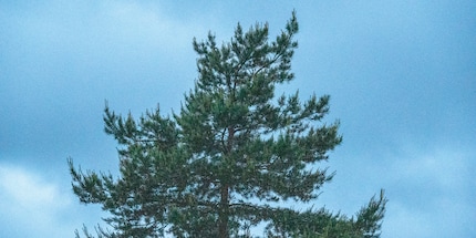 64 000 ISO, RAW, lichter gemaakt