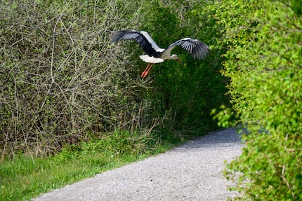 De autofocus herkent vogels tijdens snelle bewegingen. Hiervoor heb je echter ook een snelle lens nodig.