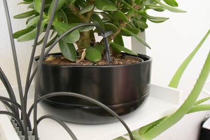 12 planten zijn bevestigd aan één verdeler.