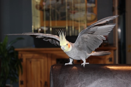 A cockatiel has a wingspan of a good 30 centimetres. It makes the best organic fan, in my opinion.