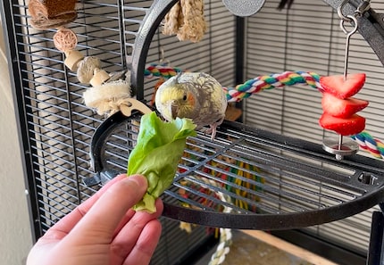 Lettuce is Pebbles favourite.