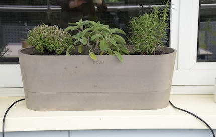 De laatste gedroogde takjes van mijn tijm (links) worden groen in de Boum pot.