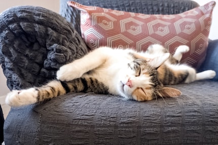 Slapen katten echt meestal links? En waarom? Dat willen de onderzoekers uitzoeken.