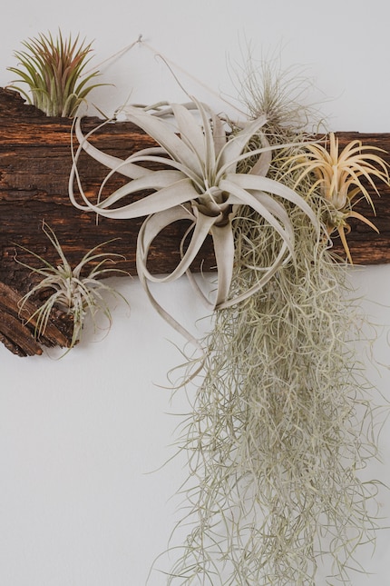 Tillandsia's staan goed op hout in woonkamers.