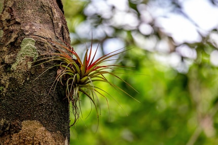 Een tillandsia op een boom: de typische epifytische plant.