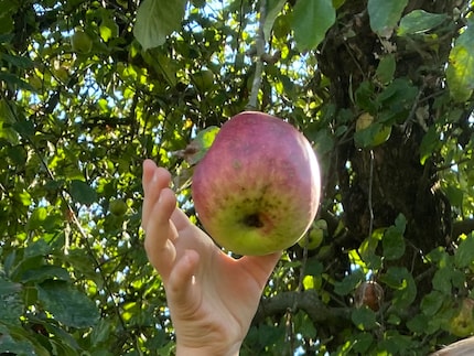 De eerste stap, ik bedoel het bereiken van je eigen appelmoes.