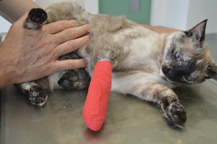 Voordat de dierenarts een professioneel verband aanbrengt, moeten huisdiereigenaren de verwonding thuis schoonmaken en een geïmproviseerd verband aanbrengen.