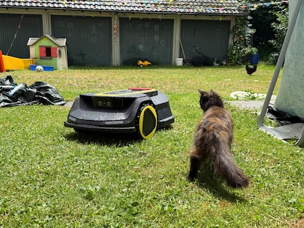 Wanda de kat is alleen nieuwsgierig zolang de RCX 6 niet beweegt.
