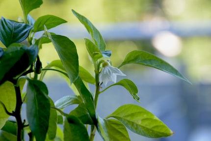 Niet echt een zee van bloemen: mijn chiliplanten bloeiden spaarzaam.