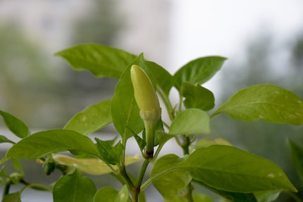 Eén van de drie nietige peulen die in mijn tuin groeiden.