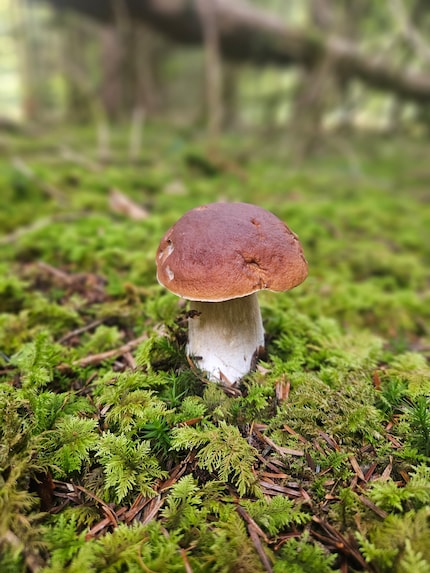 Kijk hier eens naar: Dit prachtige exemplaar van de porcini paddenstoel groeit midden op de bemoste grond. Het hart van elke paddenstoelenplukker gaat sneller kloppen.