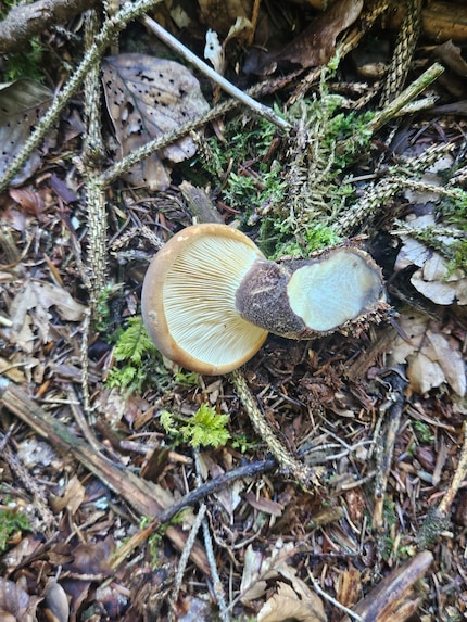 Omdat we zelf niet veel van paddenstoelen weten, verzamelen we meestal geen paddenstoelen met bordjes, maar gaan we voor boleten.