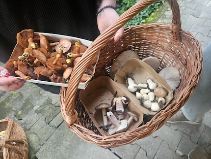 Dit is gevonden door een verzamelaar op dezelfde dag als wij. Meer exemplaren, maar geen eekhoorntjesbrood, zoals ik met enige tevredenheid vaststel.