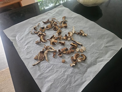 Onze porcini paddenstoelen drogen uit.