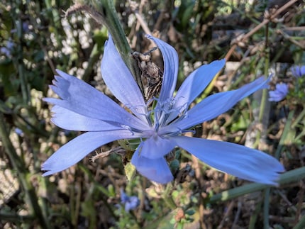 Dankzij de macrofunctie kan ik mooie bloemen van dichtbij vastleggen.